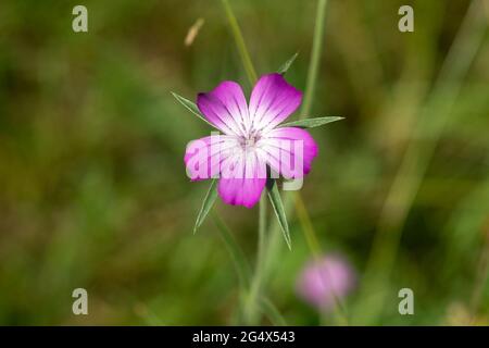 Agrostemma githago, fiore di corn-cocle comune in prato closeup fuoco selettivo Foto Stock