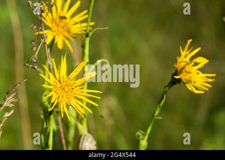 Tragopogon pratensis, prato salsify estate giallo fiore closeup fuoco selettivo Foto Stock