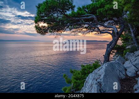 Baia di Makarska Riviera al tramonto con albero in primo piano Foto Stock