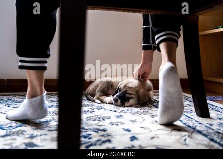 Donna che stropica il cucciolo dormendo sul tappeto a casa Foto Stock