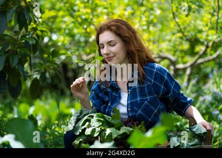 Giovane donna che annodava foglie di menta fresca in giardino Foto Stock