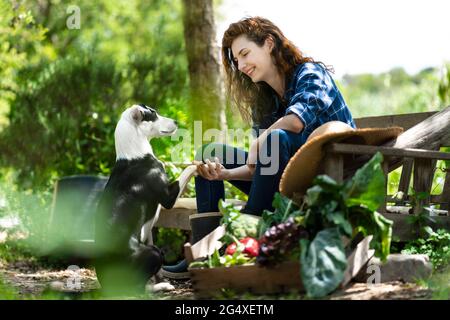 Cane che dà zampe a padrona di casa seduta su panca in giardino Foto Stock