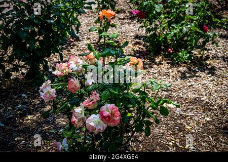 Una varietà di rose con vari colori dal roseto di Santa Fe Foto Stock