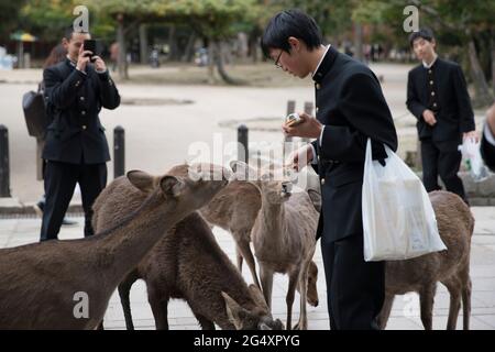 Bambini della scuola giapponese che interagiscono con cervi nel parco di Nara, Nara, Giappone Foto Stock