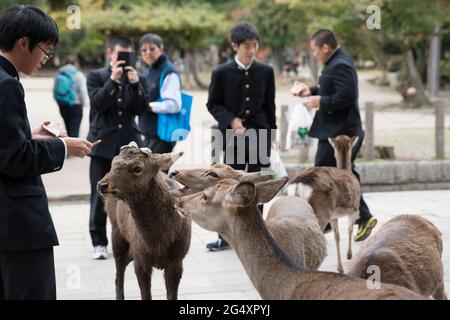 Bambini della scuola giapponese che interagiscono con cervi nel parco di Nara, Nara, Giappone Foto Stock