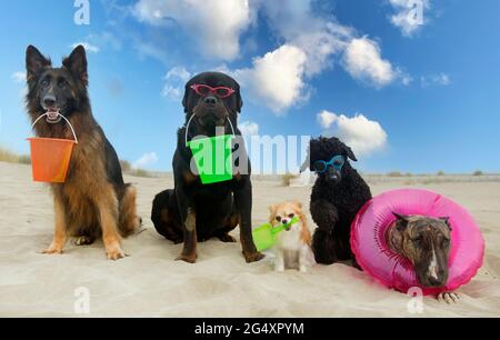 cinque cani che riposano su una spiaggia in estate Foto Stock