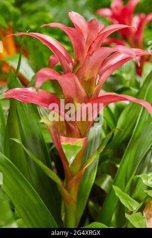 Bromelie rosse in fiore in primo piano parco botanico Foto Stock