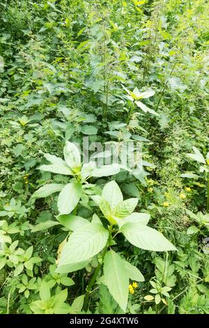 Giovani germogli dell'invasivo Himalayan Balsam (Impatiens glandulifera) che cresce tra le nettole pungenti, Inghilterra nord-orientale, Regno Unito