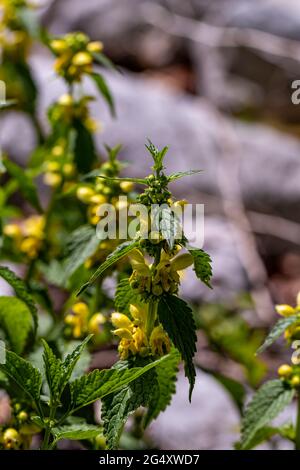 Lamium galeobdolon fiore nella foresta, primo piano Foto Stock