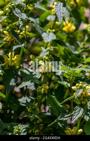 Lamium galeobdolon fiore nella foresta Foto Stock