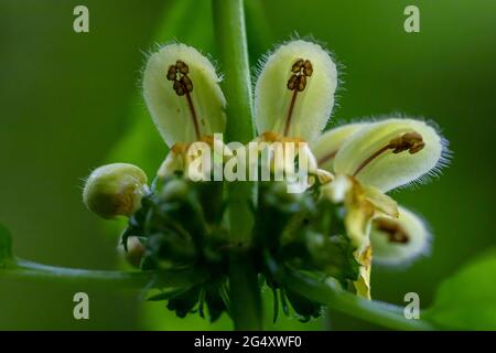 Lamium galeobdolon fiore nella foresta, macro Foto Stock