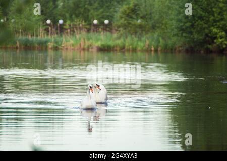 Due cigni bianchi nuotano splendidamente sul lago fianco a fianco. Fotografia naturale con uccelli selvatici. Bellezza in natura. Caldo giorno di primavera Foto Stock