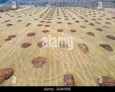 In un campo, mucchi di concime giacciono in file pari, foto aerea. Applicazione di fertilizzanti organici in primavera e autunno. Il concetto di lavorare in agricoltura per fare affari e fare un profitto. Foto Stock