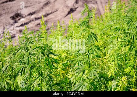 Marijuana thicket su una fattoria di piantagione di droga. Foto Stock