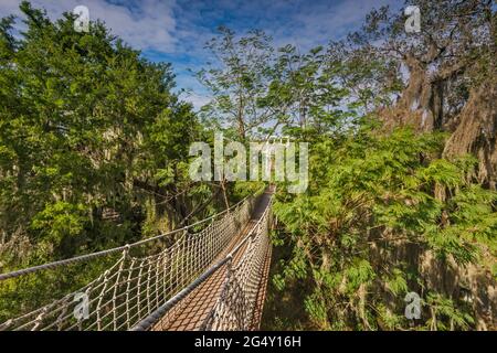 Il ponte sospeso pedonale sul bosco subtropicale nel Santa Ana National Wildlife Refuge, vicino Pharr, Texas, USA Foto Stock