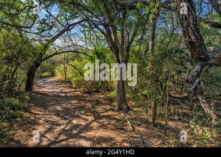 Sentiero escursionistico, boschi subtropicali nel Santa Ana National Wildlife Refuge, vicino Pharr, Texas, Stati Uniti Foto Stock