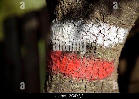 Corridori che fanno la gara di Romànica, un percorso GR a lunga distanza che passa attraverso più di 20 eremi romanici nel centro della Catalogna, Barcellona Spagna Foto Stock