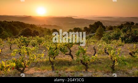 Alba estiva nei vigneti vicino al villaggio di Navàs (DO Pla de Bages, Barcellona, Catalogna, Spagna) ESP: Amanecer veraniego en los Viñedos en Navàs Foto Stock