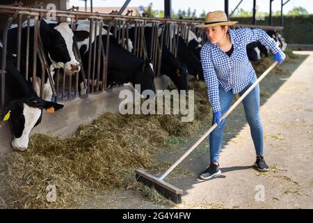 Giovane allevatrice di mucche lavora in una capanna all'aperto Foto Stock