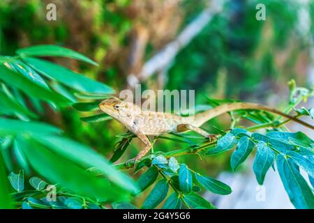 I camaleonti sull'albero in uno sfondo naturale. Foto Stock