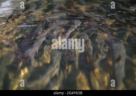 Una scuola di grandi pesci d'acqua dolce sta andando a monte in un torrente trasparente poco profondo Foto Stock