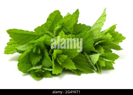 Mazzo di menta fresca isolato su sfondo bianco. Piante verdi profumate dal profumo ricco Foto Stock
