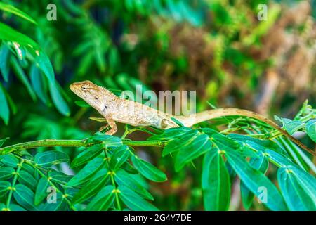 I camaleonti sull'albero in uno sfondo naturale. Foto Stock