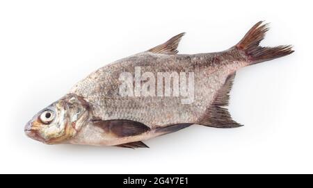 Orata di fiume comune isolato su sfondo bianco. Pesce d'acqua dolce Foto Stock