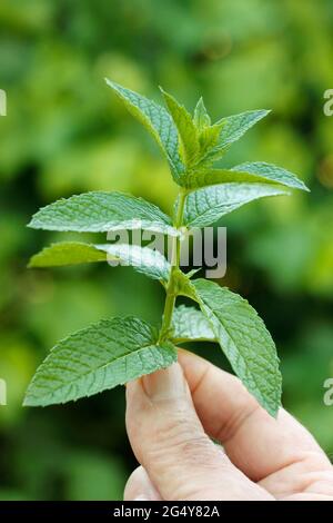 Le foglie di menta. Mentha sp. Foto Stock