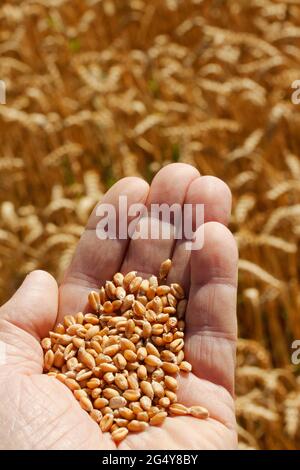 Controllo del grano. Foto Stock