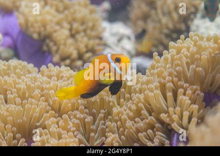 Anemonefish di Blackfoot; nigripes di Amphiprion; in Anemone; Maldive Foto Stock