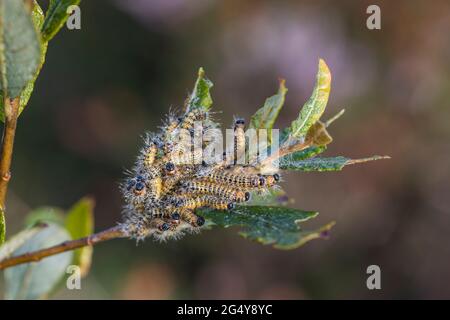 Brufetto Tip Moth Caterpillars; Phalera bucephala; on Willow; UK Foto Stock