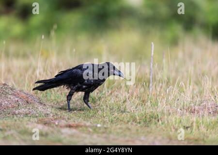 Carrion Crow; Corvus corone; Young; con Insect; UK Foto Stock