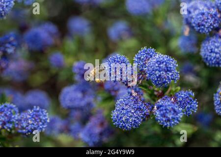 Honey Bee; Apis mellifera; Ceanothus; UK Foto Stock