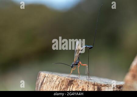 Ichneumon Wasp; Ephialtes manifestator; Female; deposizione delle uova; UK Foto Stock