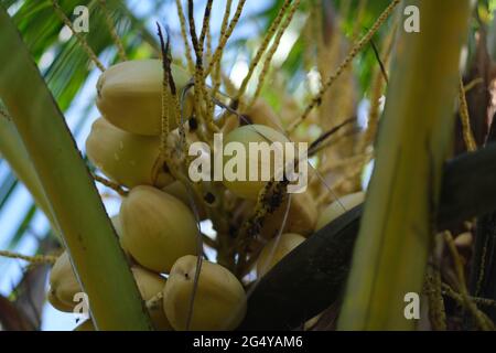 Un mazzo di noci di cocco mature attende di essere raccolte su una palma Foto Stock