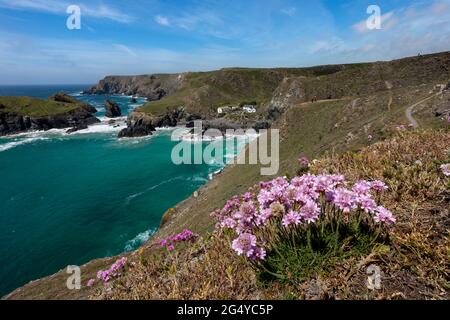 Kynance; Fiori Di Primavera; Cornovaglia; Regno Unito Foto Stock