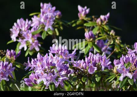 Cerchio di fiori selvatici di Rododendro 1 Foto Stock