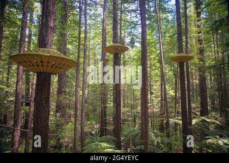 Vista delle passeggiate in cima all'albero di sequoie, nella foresta di Redwoods Whakarewarewa. Preso a Rotorua, Nuova Zelanda il 28 novembre 2019. Foto Stock