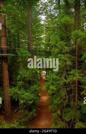 Vista delle passeggiate in cima all'albero di sequoie, nella foresta di Redwoods Whakarewarewa. Preso a Rotorua, Nuova Zelanda il 28 novembre 2019. Foto Stock