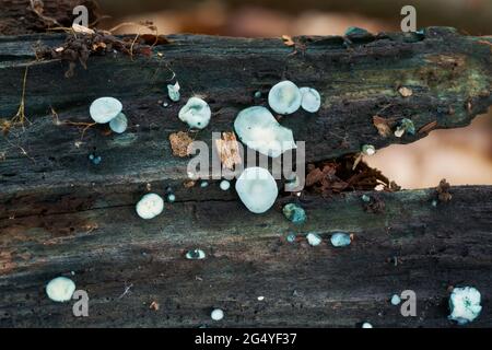 Fungo non commestibile Chlorociboria aeruginosa in foresta decidua. Conosciuto come Turquoise Elfcup. Gruppo di piccoli funghi che crescono su legno. Foto Stock