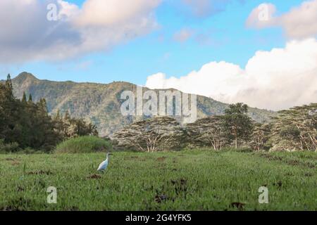 KILAUEA, HAWAII, STATI UNITI - 03 giu 2021: La panoramica area agricola di Wai Koa, una storica regione di coltivazione di zucchero e mogano, sull'isola di Ka Foto Stock