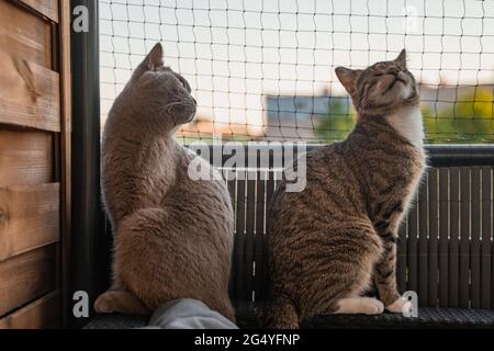 Due gatti sul balcone di fronte ad una rete di gatti Foto Stock