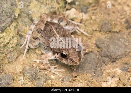 Rana di cricket, Fejervarya orissaensis, Satara, Maharashtra, India Foto Stock