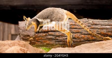 Un wallaby rock dai piedi gialli che salta in giro Foto Stock