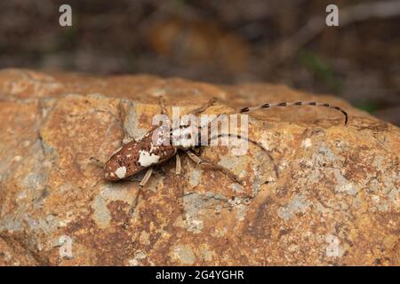 Scarabeo lungo a tromba con superficie piana, lattatore Prosopocera, Satara, Maharashtra, India Foto Stock