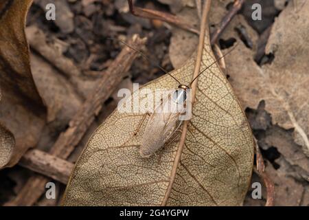 Scarafaggio tedesco, Blatella germanica, Satara, Maharashtra, India Foto Stock