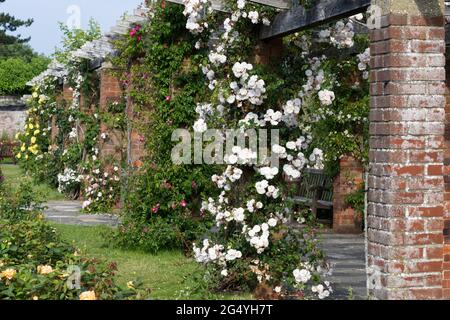 Rose estive in fiore sulla pergola al Southsea Rose Garden, giugno 2021, Hampshire Inghilterra UK Foto Stock