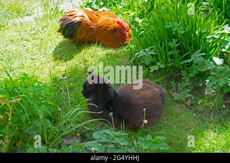 Gatto nero seduto insieme con un gallo scarafaggio sull'erba nel giardino primaverile Carmarthensshire Galles Gran Bretagna KATHY DEWITT Foto Stock