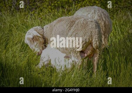 Pecore e agnelli appena nati che succhiano dalla madre in un pascolo in Spagna. Foto Stock